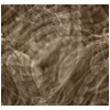 microants.gif